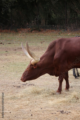 Bœuf Watussi photo