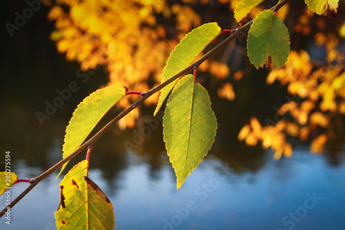 Close up of yellow orange red autumn leaves on green grass.