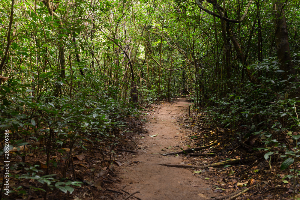 Nature environment walking trail in tropical forest. Nature environment walking trail in tropical forest.