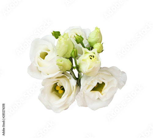 Twig of eustoma flowers and buds