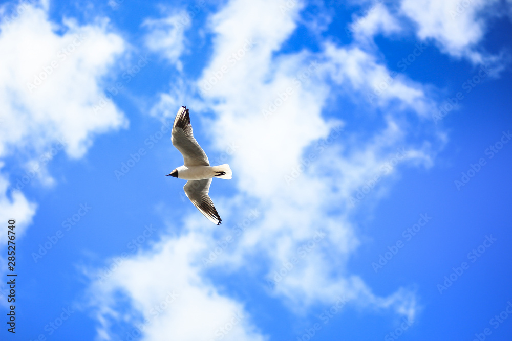 A shot of birds in the Clear sunny day blue sky. A shot of birds in the Clear sunny day blue sky.