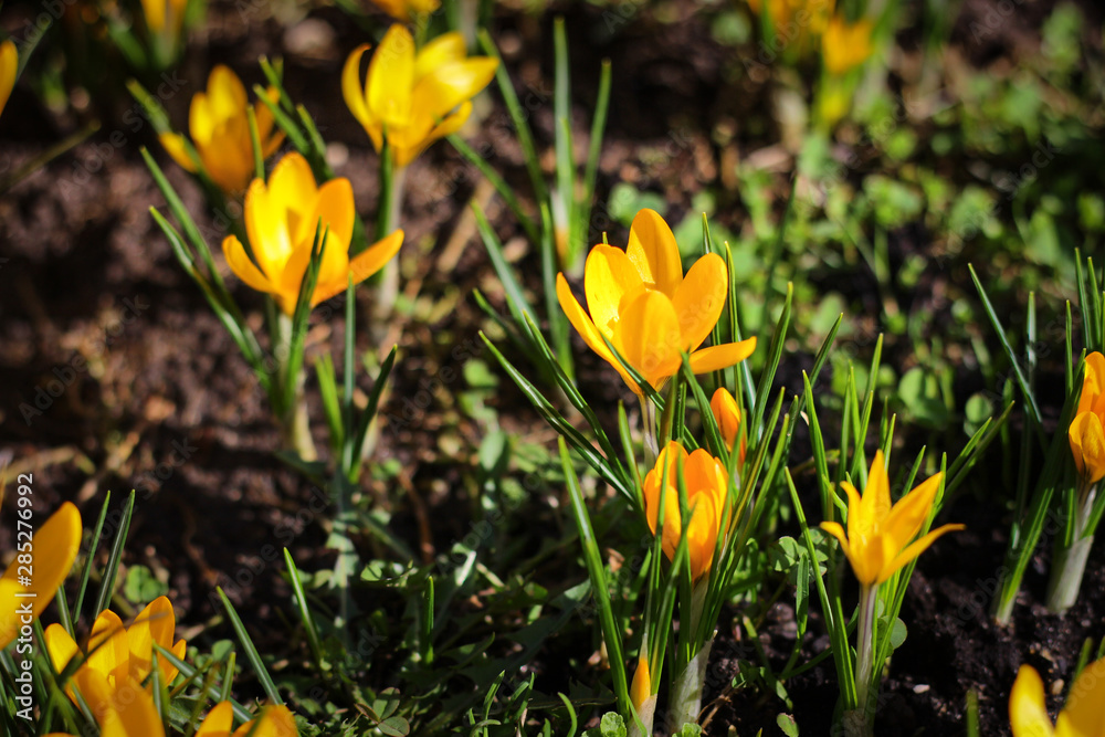 the first spring flowers in the meadow are yellow the first spring flowers in the meadow are yellow