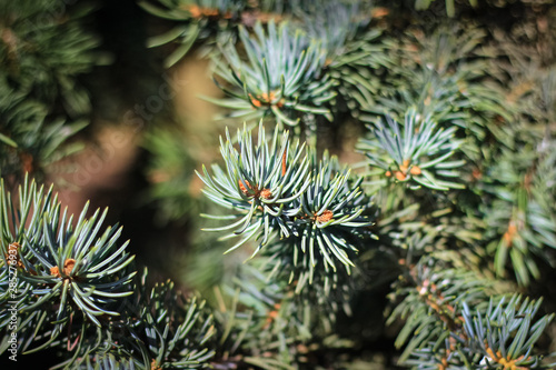 spruce needles dedicated to the sun in the forest