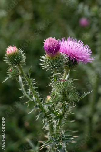 Thistle close-up in vivo. Weed flower growing in the field.