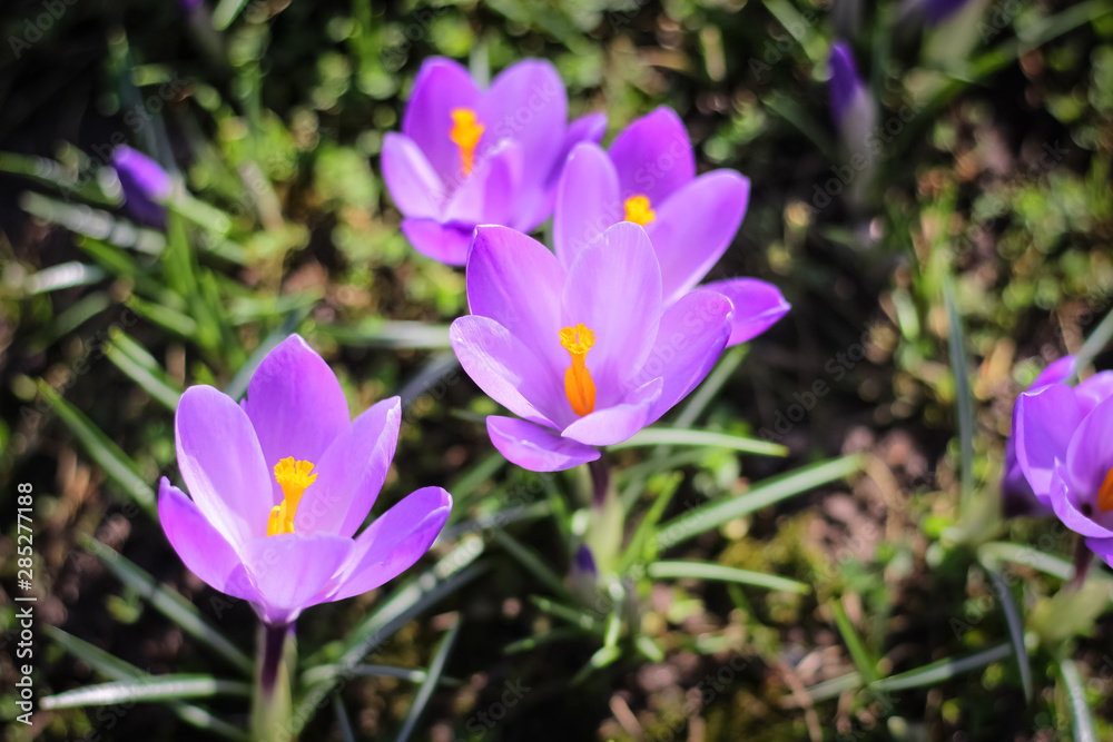 the first days of spring, the first flowers bloomed in a meadow in the park the first days of spring, the first flowers bloomed in a meadow in the park