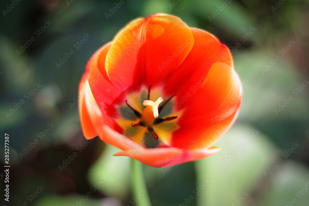 flowers in the field red yellow orange backlit by the sun from insects flying nearby