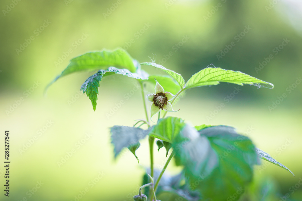 first white spring flowers in the grass fresh raspberry bush green leaves which are backlit by the sun on a blurry light background first white spring flowers in the grass fresh raspberry bush green leaves which are backlit by the sun on a blurry light background