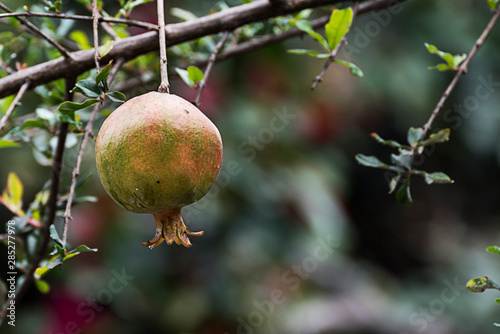 Ripe pomegranate fruit on tree branch in Addis Ababa, Ethiopia