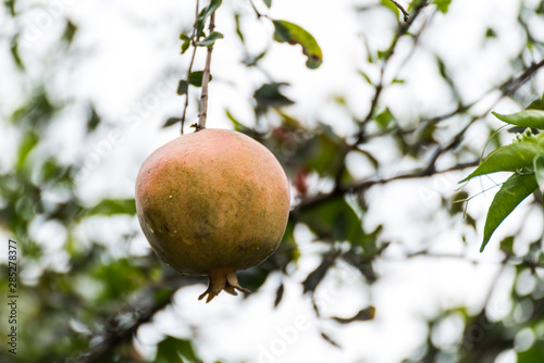 Ripe pomegranate fruit on tree branch in Addis Ababa, Ethiopia photo