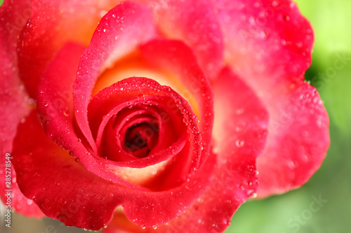 Fototapeta Naklejka Na Ścianę i Meble -  Beautiful blooming rose with water drops in garden on summer day, closeup view