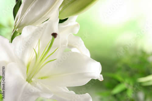 Beautiful lily on blurred background  closeup view. Space for text