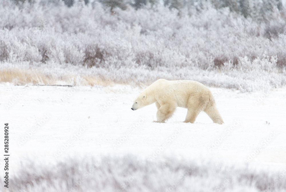 Polar bear in Hudson Bay area of Canada Polar bear in Hudson Bay area of Canada