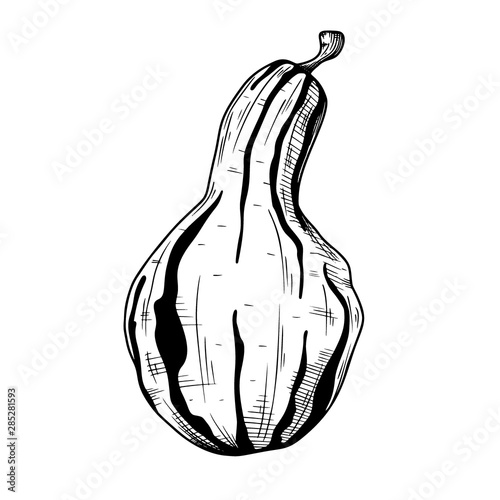 Hand drawn pumpkin isolated on white background. Vector illustration