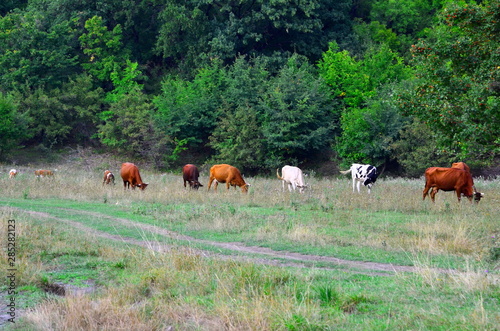 Cattle grazes in a meadow surrounded by trees.