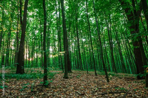 Fototapeta Naklejka Na Ścianę i Meble -  Forest trees. nature green wood sunlight backgrounds..