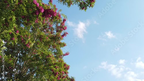 full-bloomed cherry blossom over blue sky background 