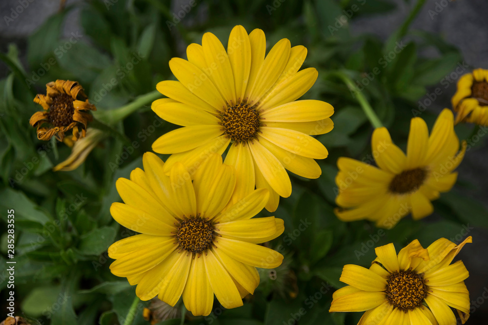 yellow flowers in the garden yellow flowers in the garden