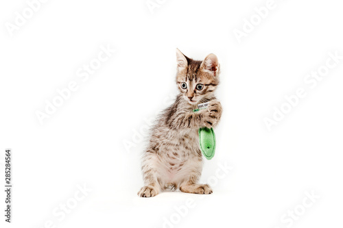 Cut baby tabby kitten playing on white background. Cat isolated on white.