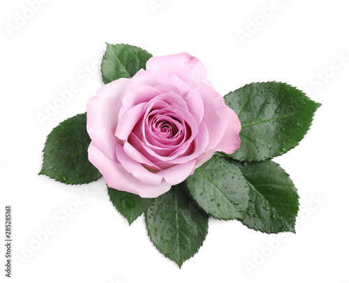 Beautiful blooming rose flower on white background  top view