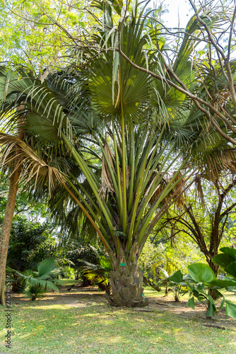 Palm tree in the Queen Sirikit Park in the north of Bangkok. The urban park and botanical garden is part of the of the larger Chatuchak Park complex. It is one of the most popular parks of the city