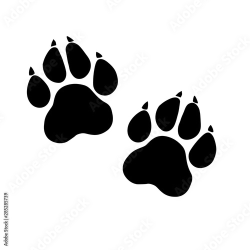 Photography Paw Prints
