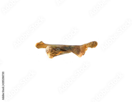 bone isolated on white background