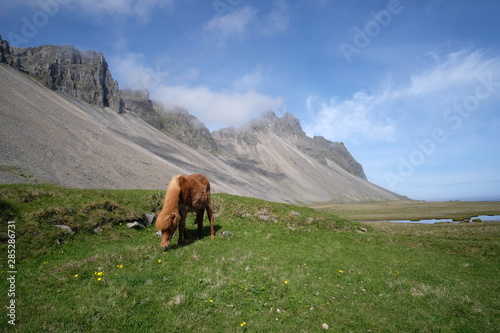 Close-up view of an Icelandic horse quietly grazing grass on a background of cloudy mountains with smooth flanks and small glimpse of the sea