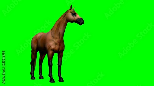 large brown horse on green screen.mov
