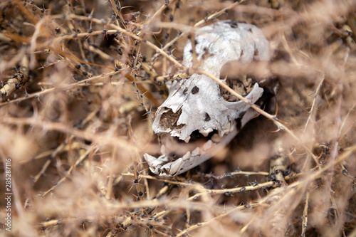 Closeup skull, bone, head dead little animal, rodent, mouse, marmot, hamster in dry thorn. Concept drought, death from thirst, animal epidemic, pandemic, eaten by predator, killed man, hunting © Тимур Конев
