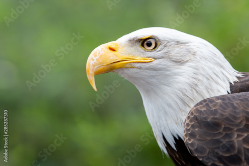 Weisskopfseeadler