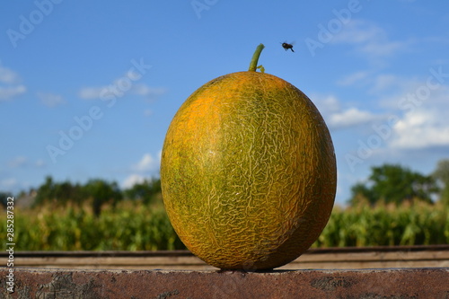 ripe yellow melon on table