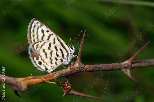 Beautiful yellowish brown designed butterfly on barbed branch close up view macro click near spider web in green background