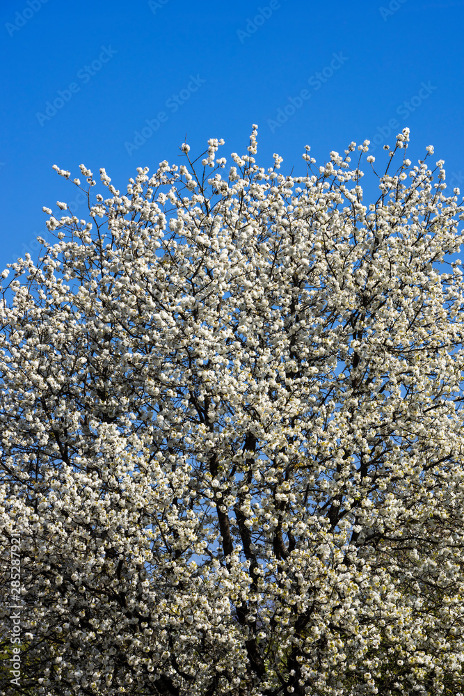 The fruit tree blossom in Ortenau, Baden-Württemberg, Germany The fruit tree blossom in Ortenau, Baden-Württemberg, Germany