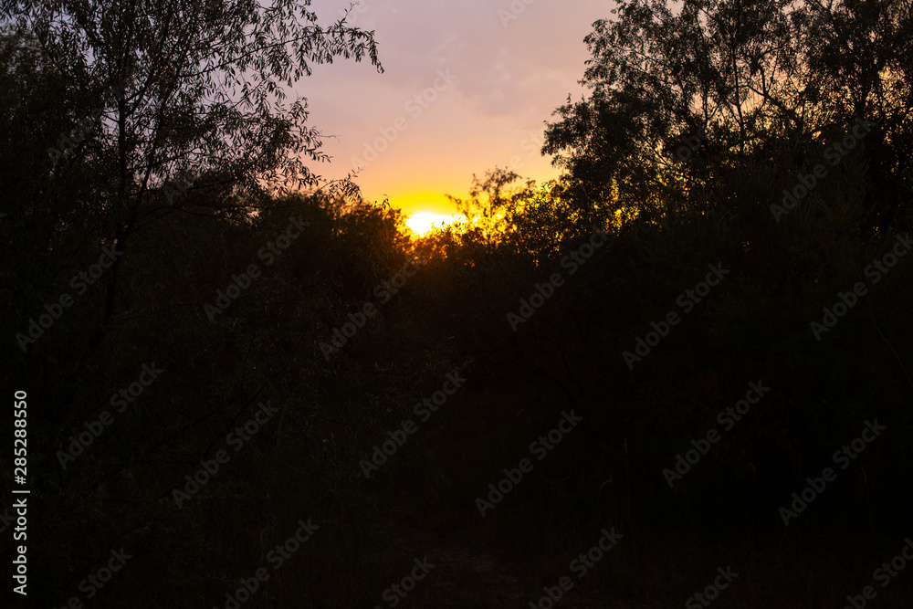 Thickets in the wild at sunset. Darkness in the forest. Sunset in impassable forest Thickets in the wild at sunset. Darkness in the forest. Sunset in impassable forest
