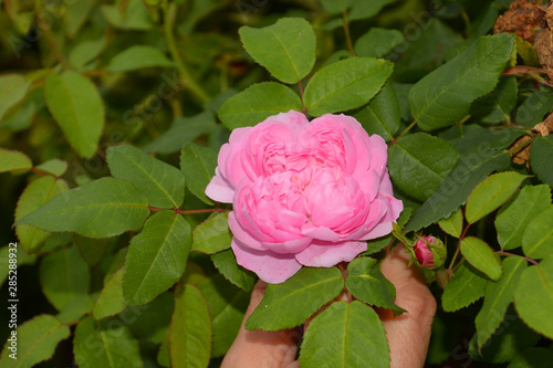Fototapeta Naklejka Na Ścianę i Meble -  single portland rose bud on bush, portland rose comte de chambord in bloom with the typical quartered distribution of flowers