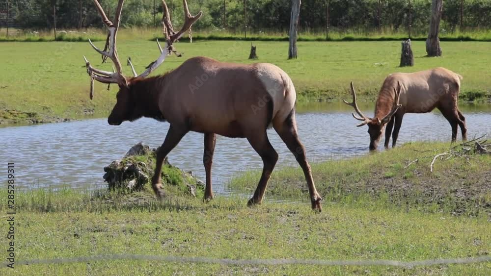 Male Elk Walking to Lake to Drink From River in Alaska on a Sunny Summer Day Male Elk Walking to Lake to Drink From River in Alaska on a Sunny Summer Day
