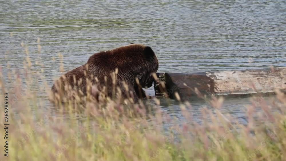 Brown Bear Sitting in Water Digging Through Log With Tall Grass in Foreground Brown Bear Sitting in Water Digging Through Log With Tall Grass in Foreground