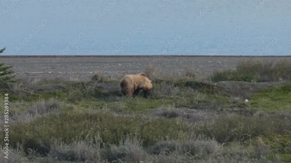 Telephoto Shot of Brown Bear in Alaska Telephoto Shot of Brown Bear in Alaska