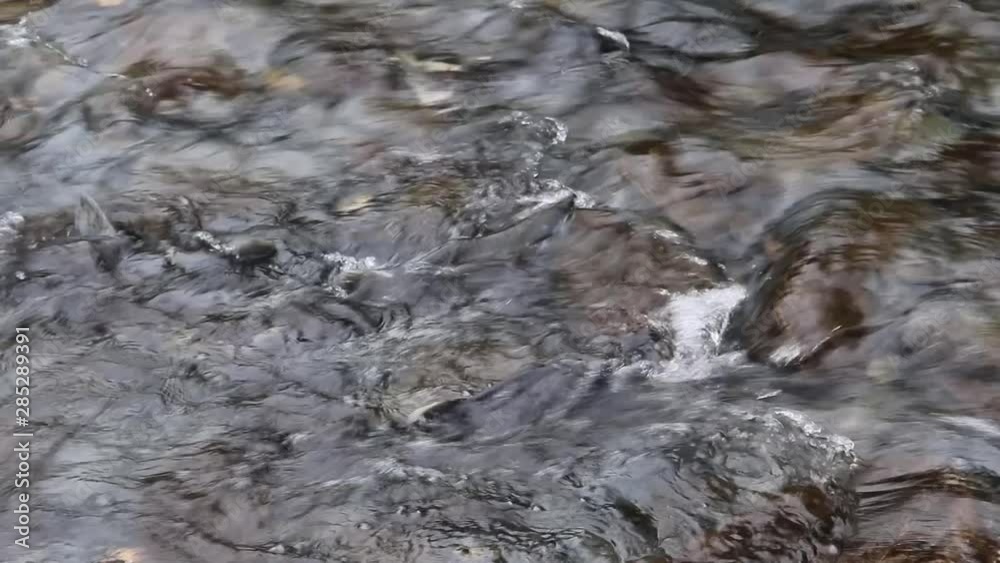 Pink Salmon Swimming Up Stream in Alaska Pink Salmon Swimming Up Stream in Alaska