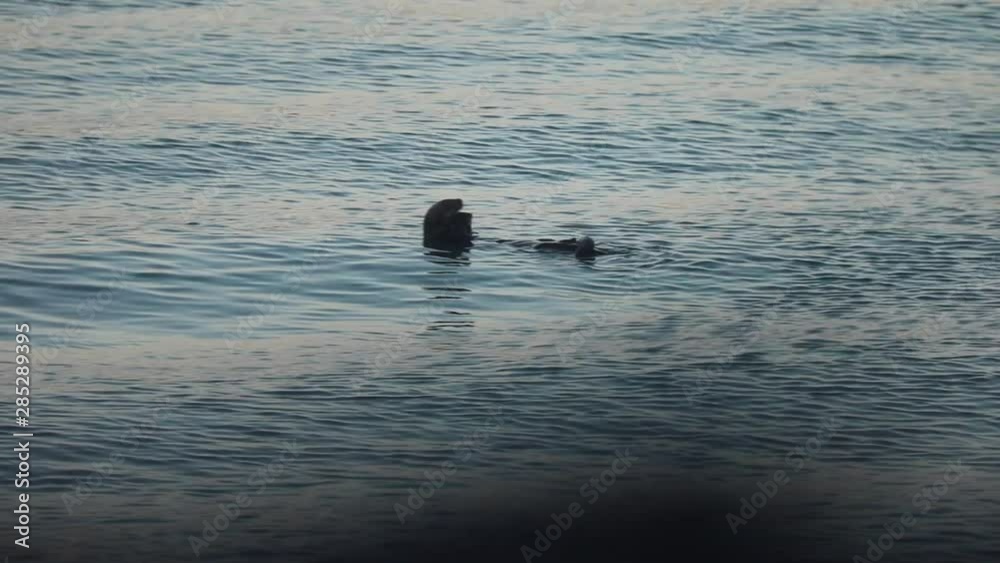 Otter Laying on Back Eating Fish in Water at Dusk Otter Laying on Back Eating Fish in Water at Dusk