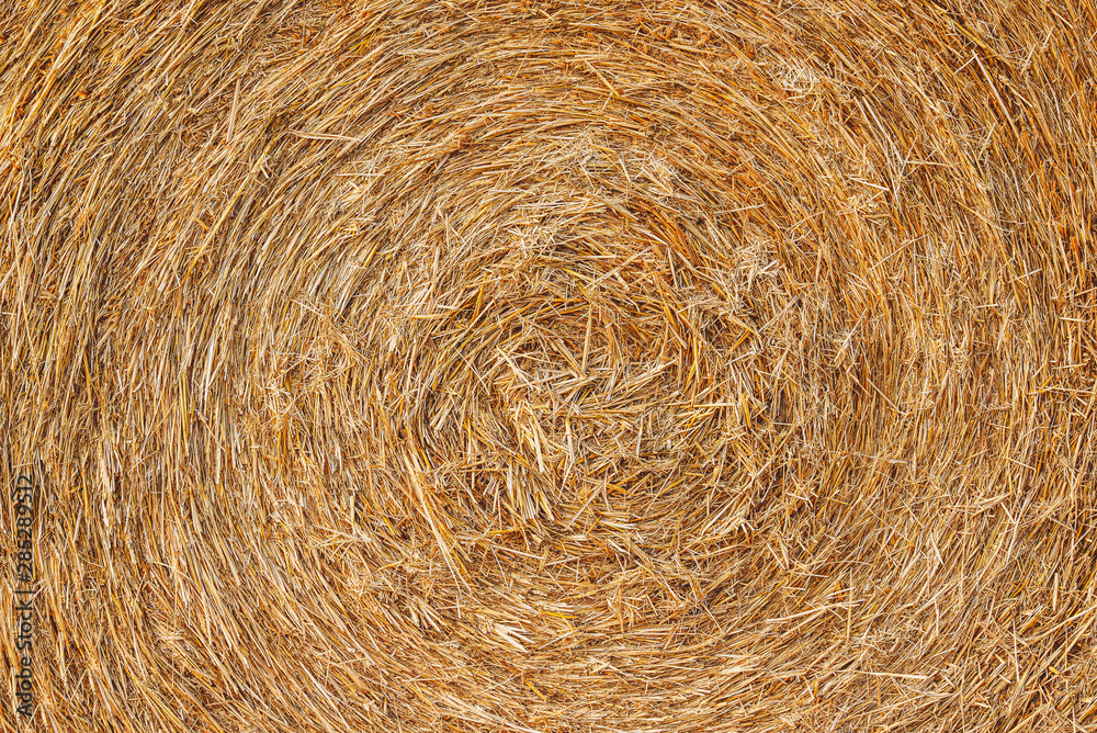 agriculture - beautiful texture with golden straw agriculture - beautiful texture with golden straw
