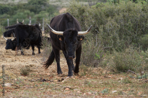 Quadro su tela taureau camarguais prêt à charger
