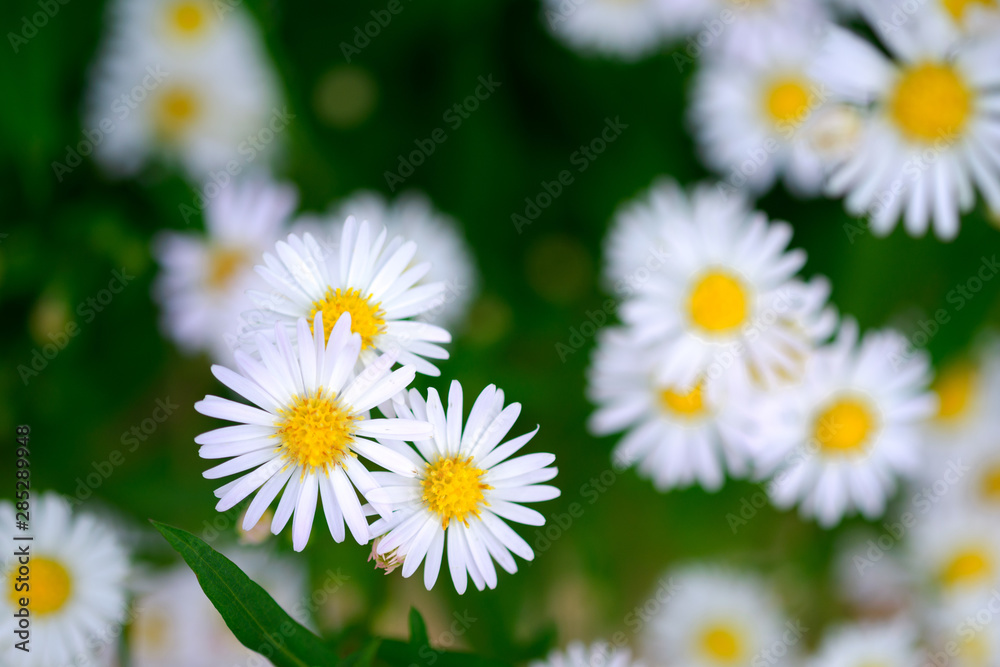 Close-up white daisies (Thymophylla Tenuiloba (DC.) Small) are fragrant flowers in the pasture. Selective focus. Flower concept of love. Close-up white daisies (Thymophylla Tenuiloba (DC.) Small) are fragrant flowers in the pasture. Selective focus. Flower concept of love.
