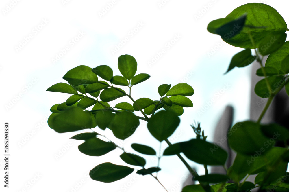 Looking up at moringa tree leaves from underneath, used as a supplement and known as a superfood.