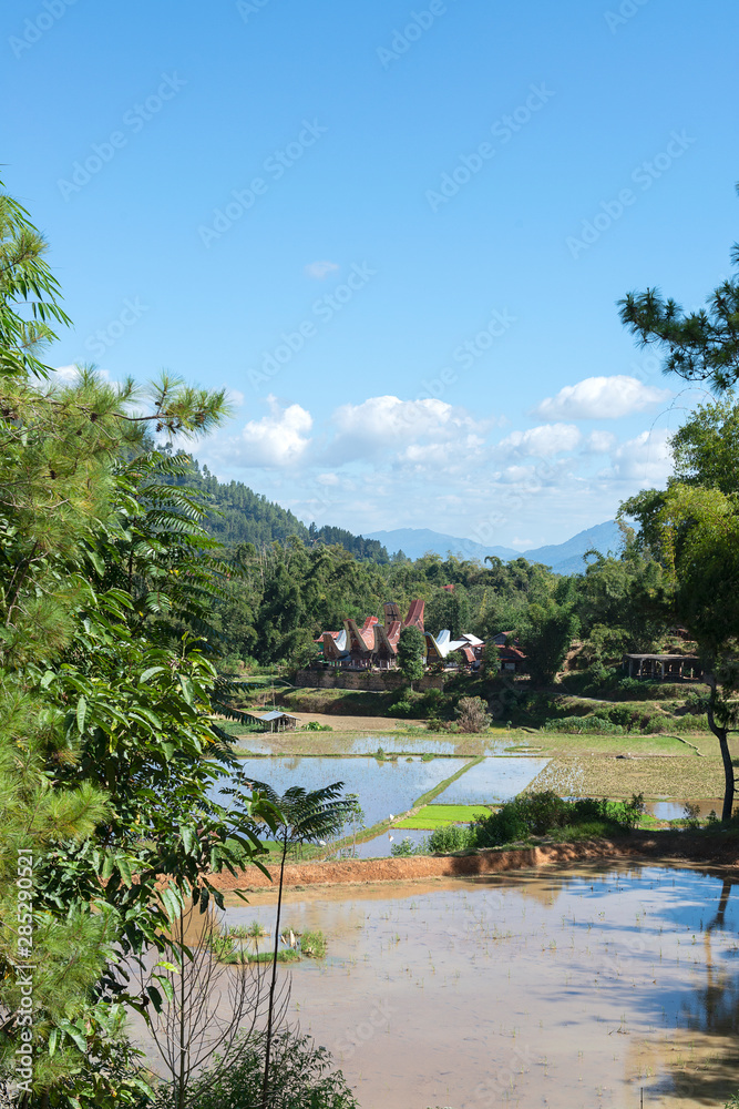 Green and brown rice terrace fields and Tongkonan houses, traditional Torajan buildings, Tana Toraja, Sulawesi, 