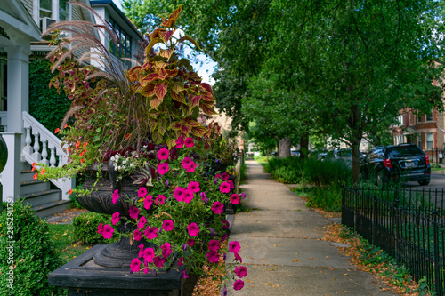 Beautiful Flower Pot along a Sidewalk in Logan Square Chicago with Homes