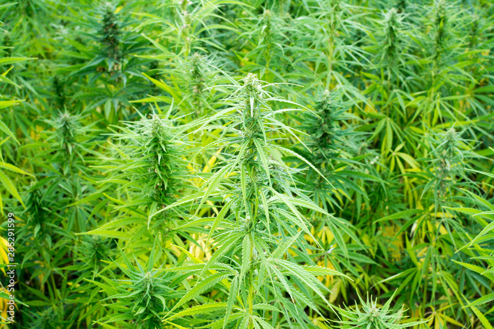 canabis on marijuana field ganja farm sativa leaf weed medical hemp hash plantation cannabis legal or illegal drug canabis on marijuana field ganja farm sativa leaf weed medical hemp hash plantation cannabis legal or illegal drug