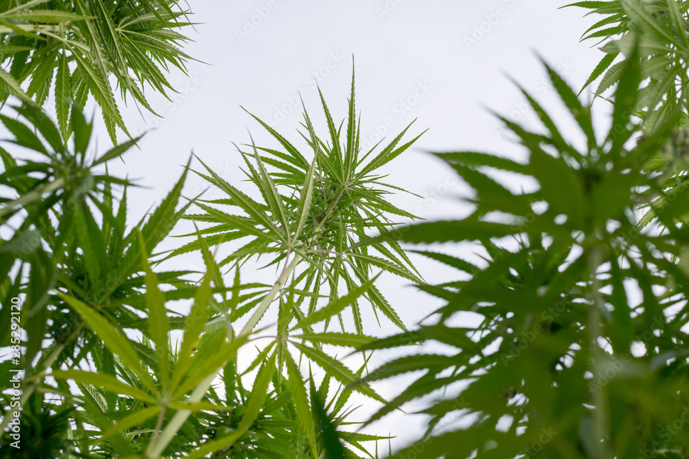 Fototapeta canabis on marijuana field ganja farm sativa leaf weed medical hemp hash plantation cannabis legal or illegal drug