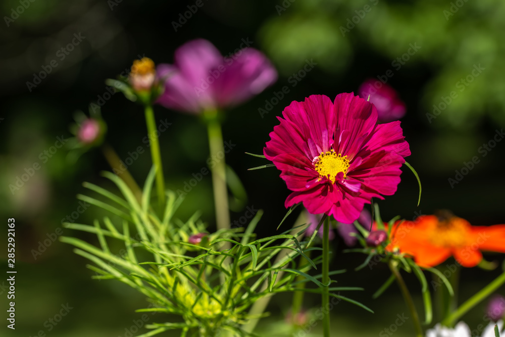 Obraz premium Red and orange cosmos flower with blurred background