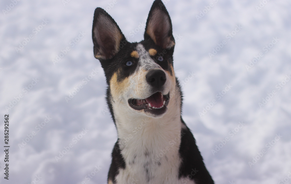 Husky German Shepard Dog Smiling In The Snow